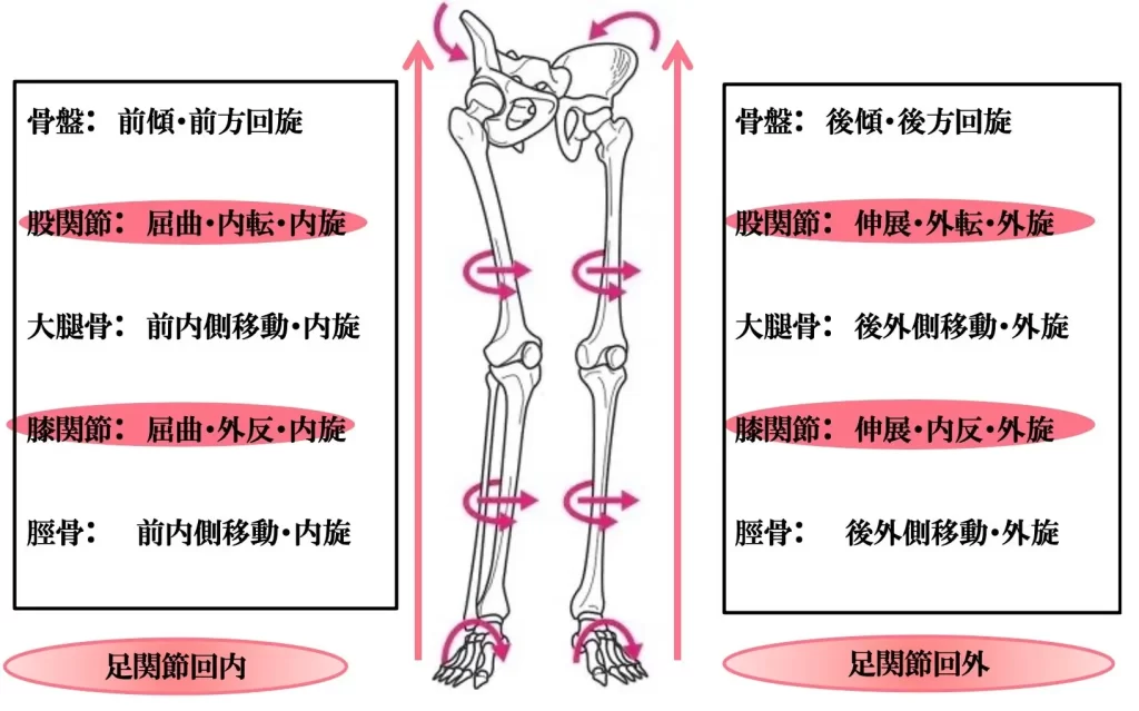 足首や骨盤のねじれ、ゆがみによる下半身への影響(運動連鎖)